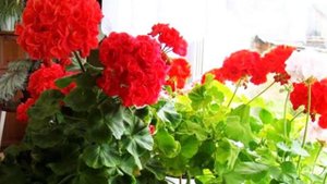 Чем подкормить герань чтобы цвела без остановки.