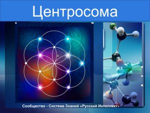 ЦЕНТРОСОМА - МЕРЦАЮЩАЯ ЗВЁЗДОЧКА В ЦЕНТРЕ НАШЕЙ КЛЕТКИ