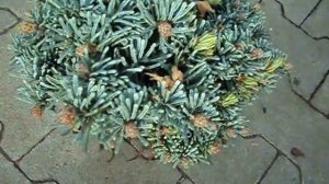 Abies procera Blaue Hexe