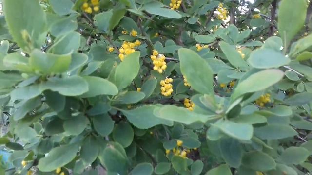 барбарис Гутор Галина смотреть онлайн