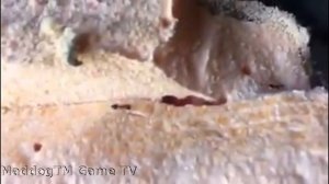 Пеноплекс материал для светлого будущего муравьёв