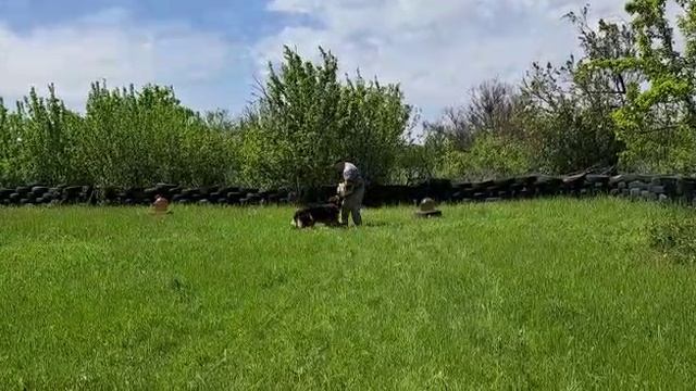 Видео приветы из Белой Калитвы о нашей юной звездочке!

Хедда Янкор Кримеа, 9,5 месяцев.
Тренировка