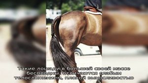 Какие бывают масти лошадей?