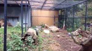 Охота снежного барса