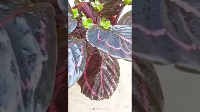 #Calathea plant care#shortvideo #in/outdoor#viral#ph