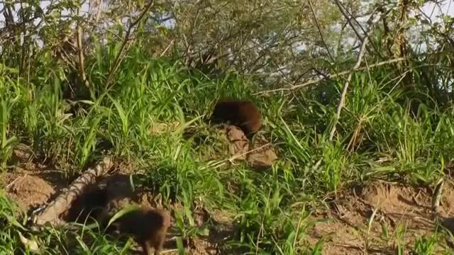 Животный мир, Дикая африканская природа Рацион хищников,какие животные есть в зоопарке Лимпопо смотреть онлайн