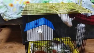 У НАС ПОЯВИЛСЯ ХОМЯК!