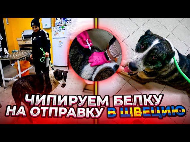 Как прошла первая ночь дома с алабайкой. Чипируем Белку, Ориону плохо, Ночью нас нашел котенок