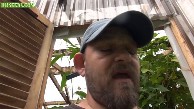 Extra Dwarf Pak Choy | Brassica rapa | Vegetable Review смотреть онлайн