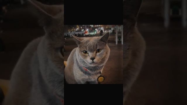 СМОТРИ И СМЕЙСЯ смотреть онлайн