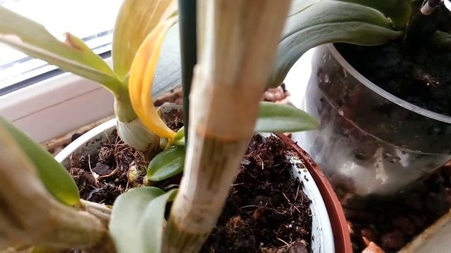 УДИВИТЕЛЬНЫЙ ДЕНДРОФАЛЕНОПСИС И ЗАЩИТА ОТ СОЛНЦА смотреть онлайн