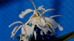 Cattleya maxima f.alba`White M-Wave'  (orchid)