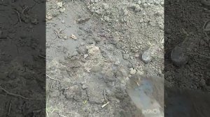 Посадка укорененных черенков ежевики