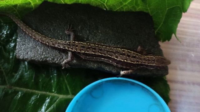 где обитают ящерицы 1 часть смотреть онлайн