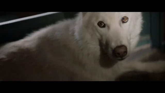 Фильм Волк и Лев смотреть трейлер 2022