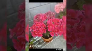Гуллар Малика Равшанова