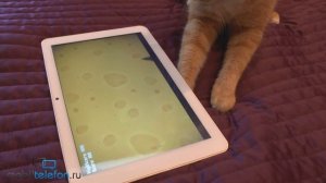 Игры для кошек на Android-планшете: тест с Фокси (cat games for Android)