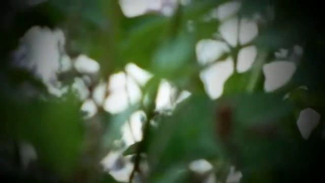 Языкан Обыкновенный или Жук Колибри 2 смотреть онлайн