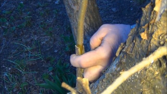 ПРИВИВКА плодовых деревьев, МАСТЕР-КЛАСС + советы смотреть онлайн