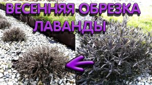 Обрезка лаванды весной I правильное формирование куста