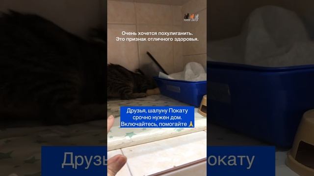 Покатику очень хочется похулиганить