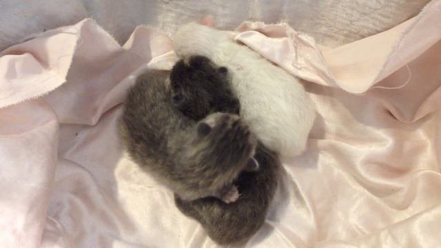 Новорожденные котята ползают.