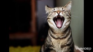 Кошка ищет котят. Звук для кота. Звук для твоего питомца. | Voice cat, sound cat, kitten