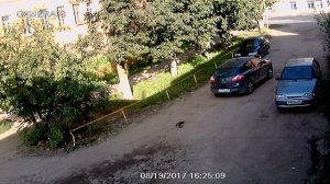 Водитель переезжает кошку