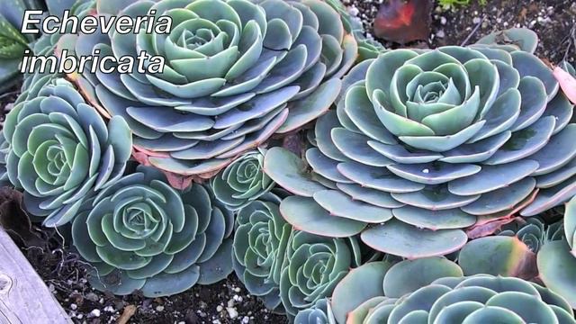 Ten Terrific Colorful Succulents смотреть онлайн