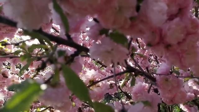 Миндаль трехлопастной или Луизеания трехлопастная
