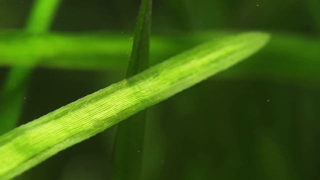 Is Your Fish Tank Really Cycled? смотреть онлайн