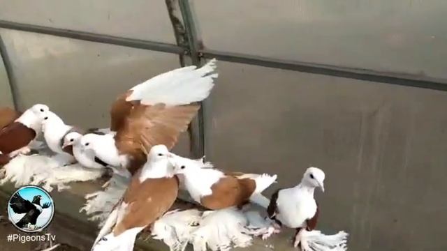 Северокавказские бойные космачи saddle Tumbler седельный голубь смотреть онлайн