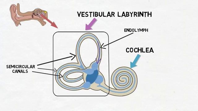 2-Minute Neuroscience: Vestibular System смотреть онлайн