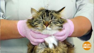 Кошка возвращается с дачи. Доброе утро. Фрагмент выпуска от 13.05.2019