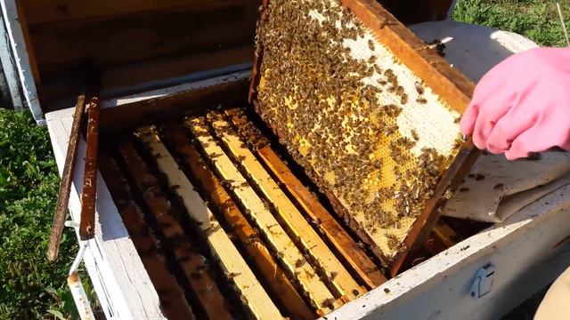 ОСМОТР СЕМЕЙ НА РОЕНИЕ смотреть онлайн