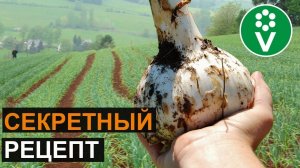 Сделайте ЭТО для КРУПНОЙ ГОЛОВКИ ЧЕСНОКА!