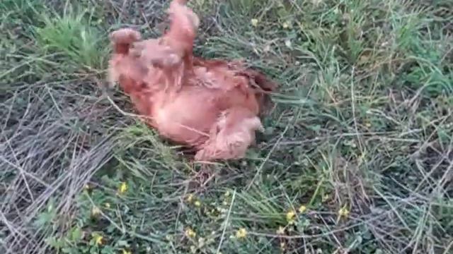 Кокер спаниэль на улице (замедленная съемка)