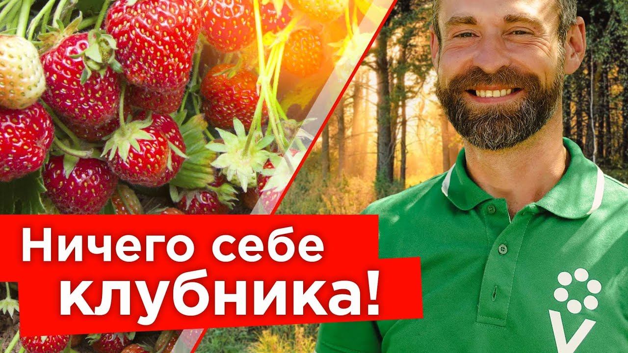 100 БУТОНОВ НА ОДНОМ КУСТЕ КЛУБНИКИ, ЖЕЛТЕЕТ ЧЕСНОК, НЕБЫВАЛАЯ ЗАСУХА - новости Дмитрия Кастрицкого
