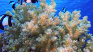 Морской Рифовый Аквариум - Параметры воды