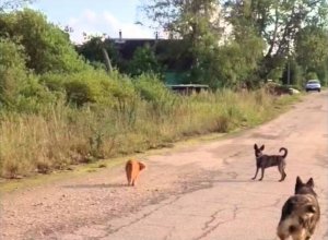 Собака не дает в обиду кошку