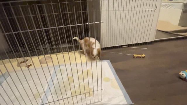 Барни 4 день у нас. Игрушки для щенка. Сумка-переноска. смотреть онлайн