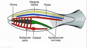 Урок №15 "Тип Хордовые"