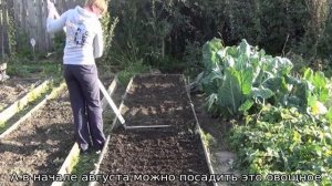 После чего сажать горох