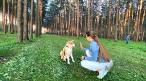 АКИТА-ИНУ 6 МЕСЯЦЕВ/ ? Выпуск5  #акита  #АКИТА-ИНУ