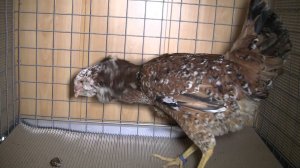 Молодые орловские куры