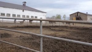 В Самарском конезаводе