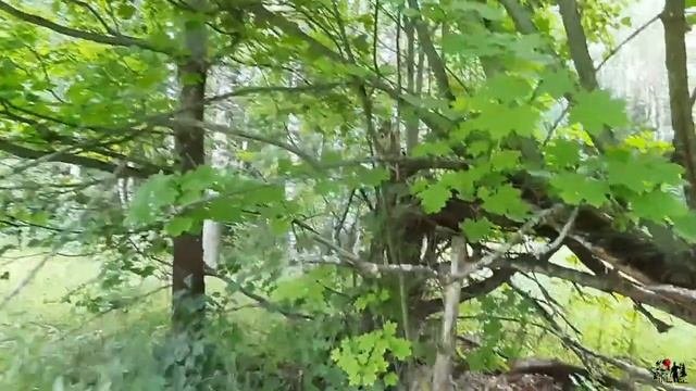 Шурф с металлоискателем на урочище.#11
