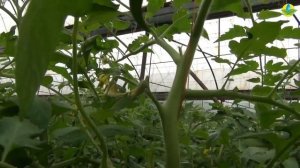 ПИНК ФОРВАРД F1 - ПРЕВОСХОДНЫЙ ВКУС И ПРЕКРАСНЫЙ ЦВЕТ РОЗОВОГО ТОМАТА (10-04-2019)