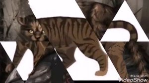 Папа псих, песня (Папа в роли Звездоцапа)