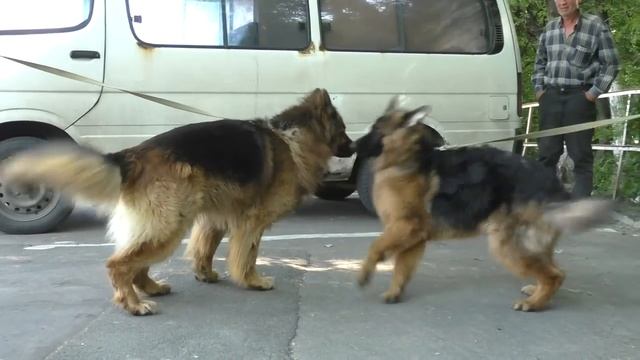 Знакомство Дольфа и Дакара. Длинношерстные Немецкие овчарки. Long-haired German Shepherds.